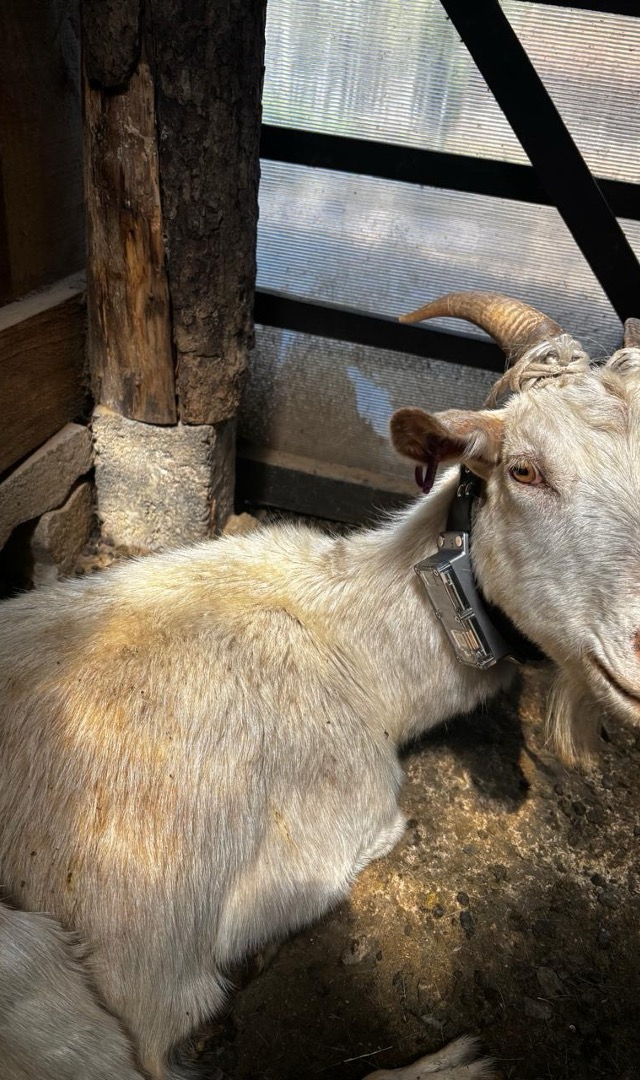 CollarID fitted on a goat in Chile