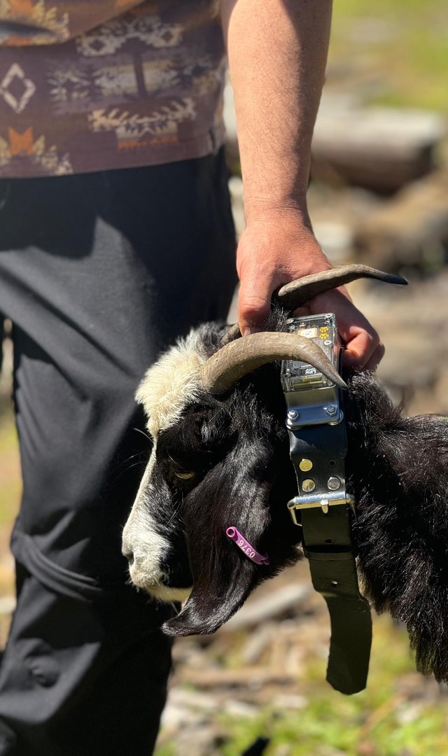 A CollarID collar fitted on a wildfire-prevention goat in Chile
